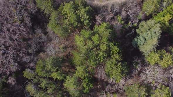 Top View of the Spring Forest and a Beautiful Small Blue Lake in the Mountains