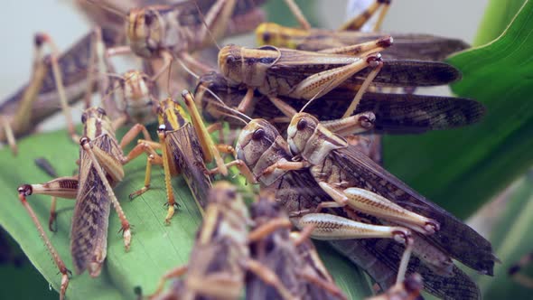 Revelry of horny grasshoppers mating and pairing on green leaves in nature -macro close up