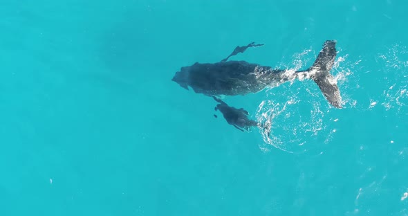 Humpback Whales in Tonga. Under Water with these beautiful majestic Creatures 11