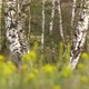 Birch Tree Forest - VideoHive Item for Sale