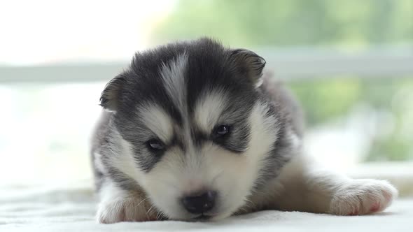 Cute Siberian Husky Puppy Lying On White Bed