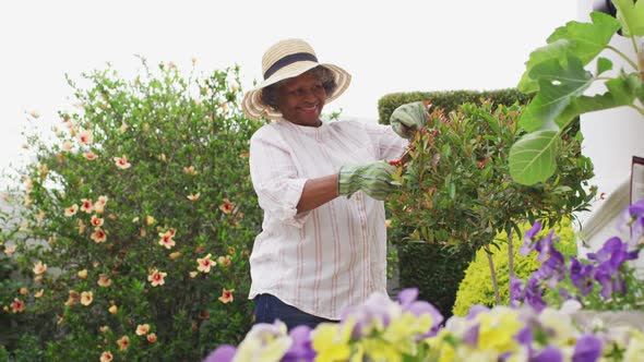 Senior african american woman wearing gardening gloves cutting plants in the garden