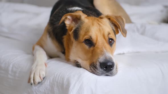 A tricolor outbred or mongrel dog laying on a bed on white linen boring, waiting for owner.