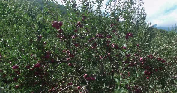 Apple Trees in Himalaya Uttarakhand India