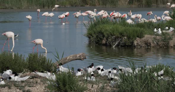 A flock of Mediterranean gull,( Ichthyaetus melanocephalus), during the egg incubation time, Camargu