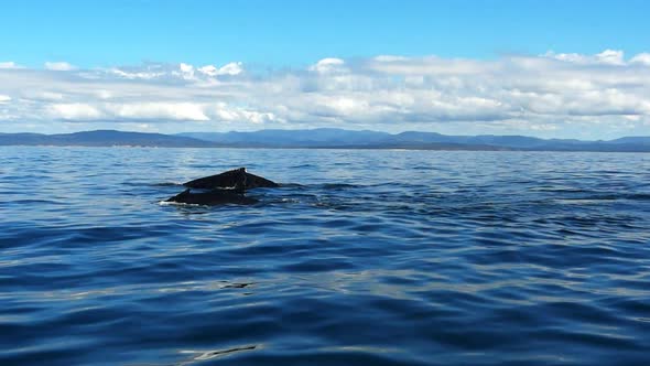 humpback whale adult and calf surface and then submerge