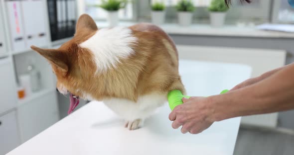 Veterinarian Bandages Sore Paw of Dog Closeup