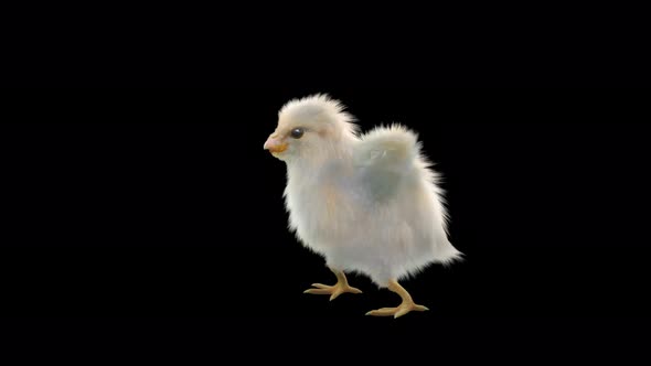 28 Baby Chicks Dancing 4K