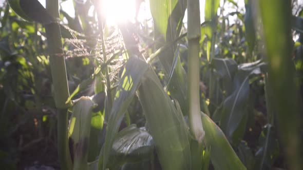 Camera booms up with tight focus on a corn stalk from ground to the corn tassel.  Corn is tight focu