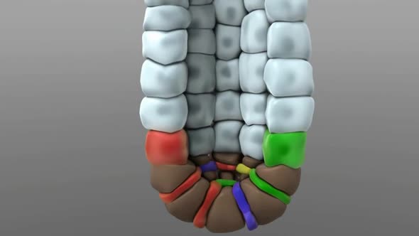 digestive system23.mov