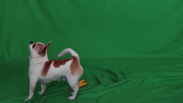 Dog, cute boy, chihuahua breed on a green background, chromakey.