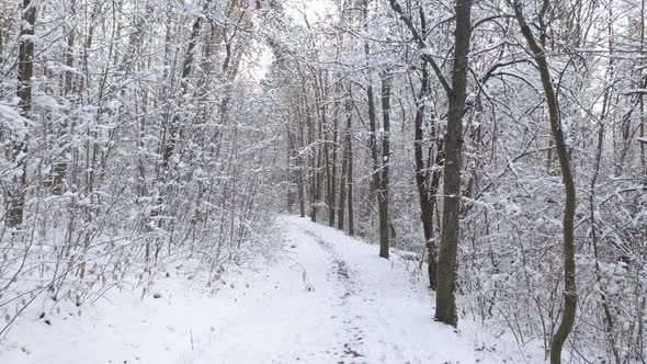 Slow flight through the snowed forest 4K drone footage