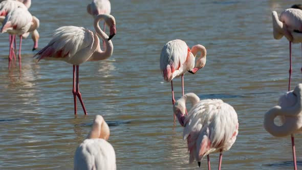 Flamingo bird nature wildlife reserve carmargue lagoon