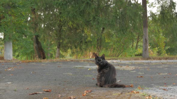 Homeless Cat Portrait