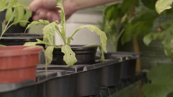 Gardener moving potted plants in greenhouse