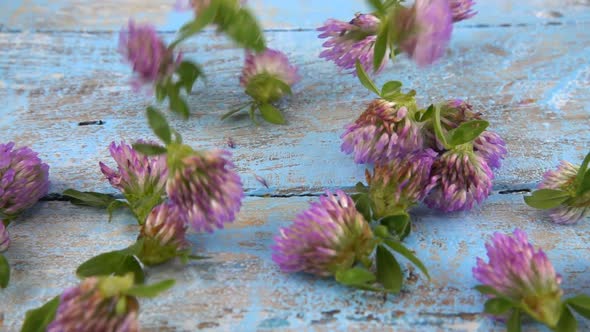 Fresh flowers of clover drops on vintage light blue wooden tabletop. Slow motion.