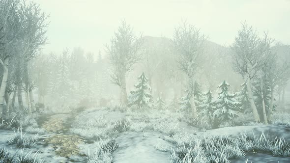 Winter Storm in a Forest in Winter