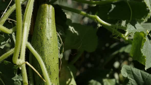 Gourd family Cucurbitacea  4K 2160p 30fps UltraHD  footage - Creeping plant of cucumber vegetable 38