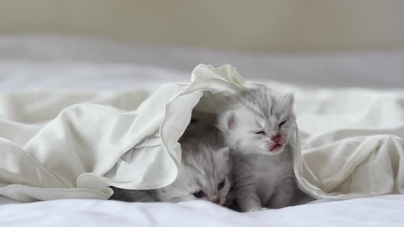Cute Tabby Kittens Playing Under White Blanket