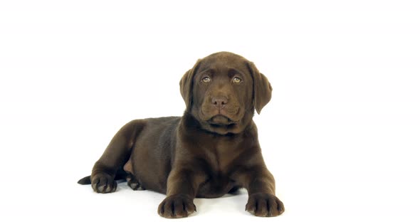 Brown Labrador Retriever, Puppy on White Background, Normandy, Slow Motion 4K