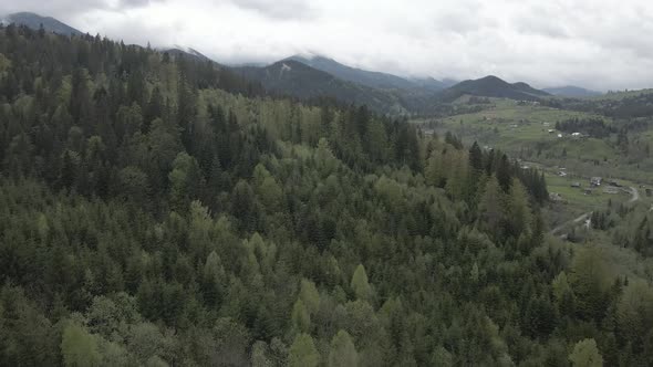 Ukraine, Carpathian Mountains: Beautiful Mountain Forest Landscape. Aerial, Flat, Gray