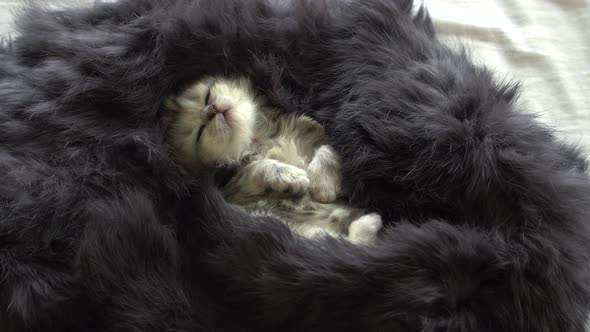 Cute Scottish Kitten Lying And Sleeping On Bed
