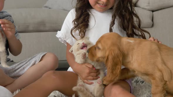 Little cute hispanic girl playing with Scottish Fold kitten on bed at home