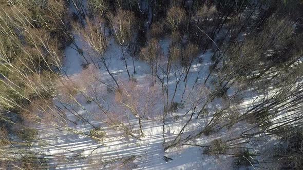 Aerial shot of mixed forest in winter