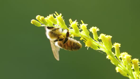 Bee Pollinating and Collects Nectar From the Flower of the Plant