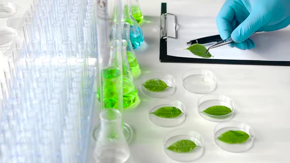 the Scientist Carefully Picks Up a Green Leaf From Tweezers with a Pair of Petri Dishes, Examines It