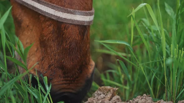 Dark Bay Horse Munching On Grass In The Field Meadows Horse Grazing Closeup View