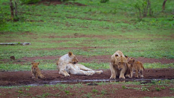 African lion in Kruger National park, South Africa