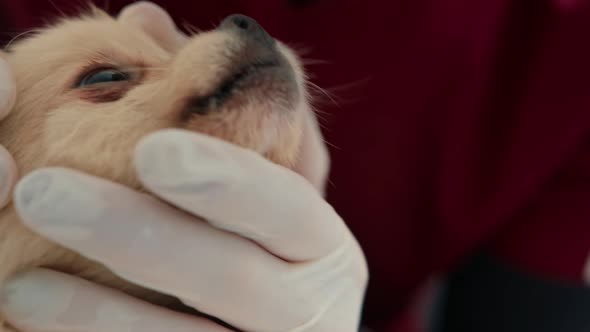 Veterinarian doctor conducts a health examination of a Spitz puppy dog in a veterinary clinic