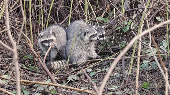 Handheld of three raccoons sitting together on the ground searching for food and eating surrounded b