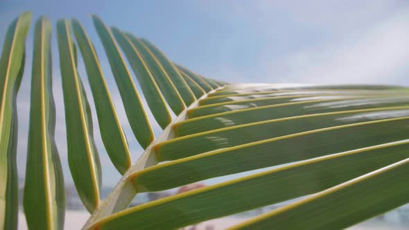 Close up details of a palm frond leaf of a palm tree.