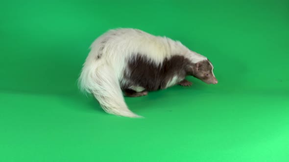 Cute Small Skunk on Green Background Screen