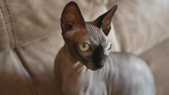 Close Up Portrait of a Cat