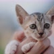 Slow motion shot close up adorable domestic kitten hugged on woman palm. - VideoHive Item for Sale