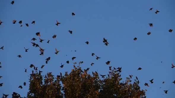 Flock of birds, Starlings (Sturnus vulgaris) surrounding their sleeping tree. France