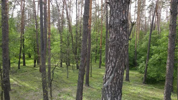 Wild Forest Landscape on a Summer Day