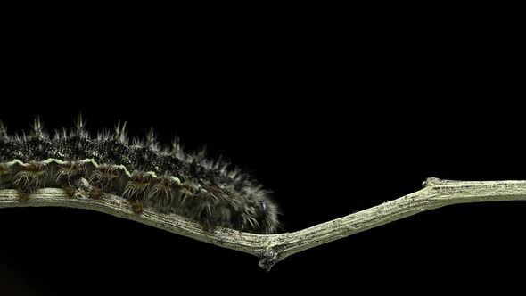 Macro Caterpillar Crawls On Stick