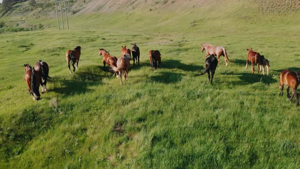 Aerial Drone Shot, Flying Over a Herd of Horses in a Meadow . Beautiful Cinematic, Scenic View. Day