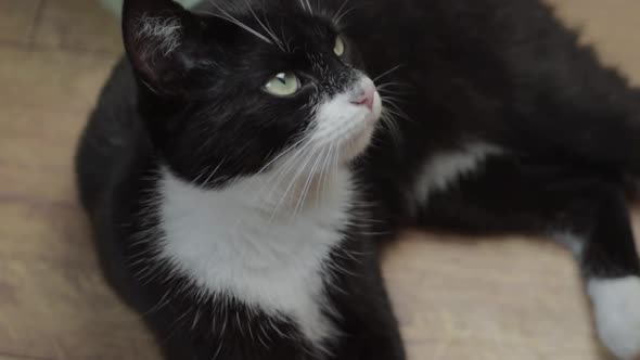 Cute black and white kitten relaxing