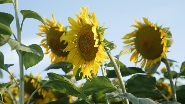 Head of sunflower Helianthus annuus plant on the wind 4K video