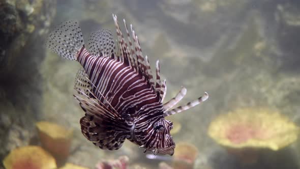 Common Lionfish swimming above coral reefs beautiful and dangerous animals.