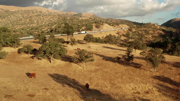 Aerial, cows grazing on desert grassland near California highway at golden hour