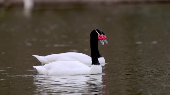 A black necked swan, cygnus melancoryphus swim on a wavy lake with a bevy of swans preening and groo