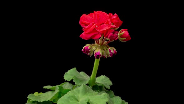 Time Lapse of Opening Red Geranium ( Pelargonium ) Flower