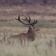 Real time shot of red dear at Richmond Park, UK - VideoHive Item for Sale