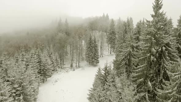 Winter Forest